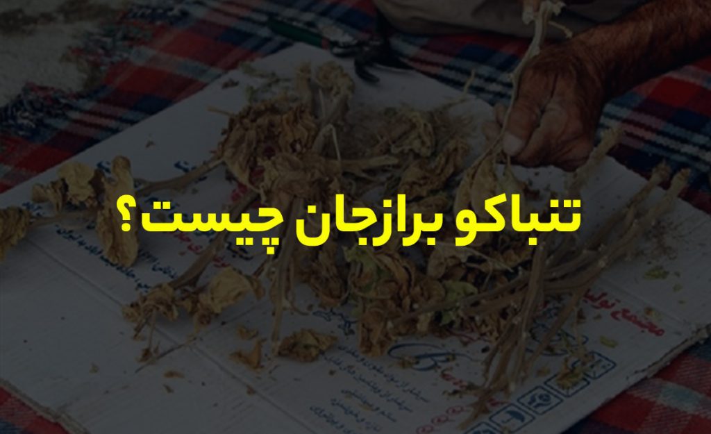 تنباکو برازجان